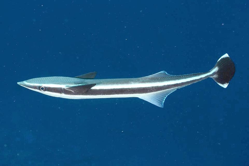 Livery varies with the size of the animal. especially in the young, we note a dark band that runs through the fish crossing the eye.