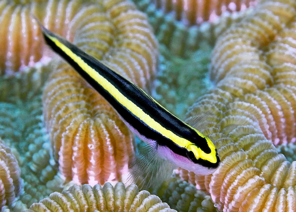 In yellow variant the V of the head goes on the sides up to the tail with golden bands on black background. In all liveries the belly is always clear.