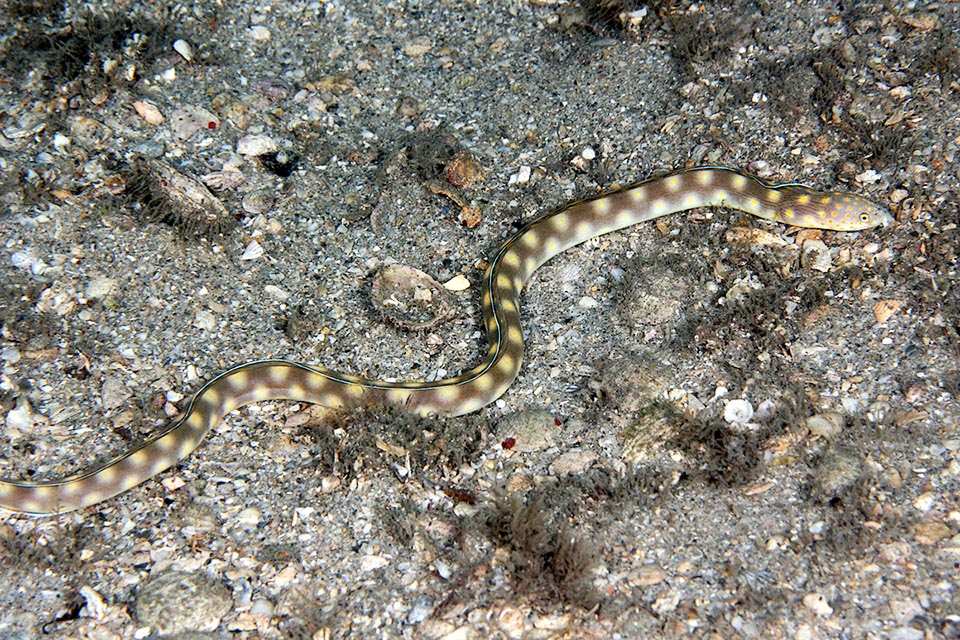 Myrichthys breviceps is a benthic species living in shallow waters, often on sandy seabeds wit coral debris rarely exceeding the depth of 10 m.