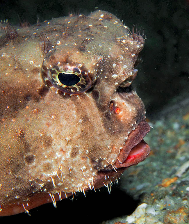 The wrinkly body of the fish is covered by conical scales, widened as a shield or thin and sharp with hairy look.