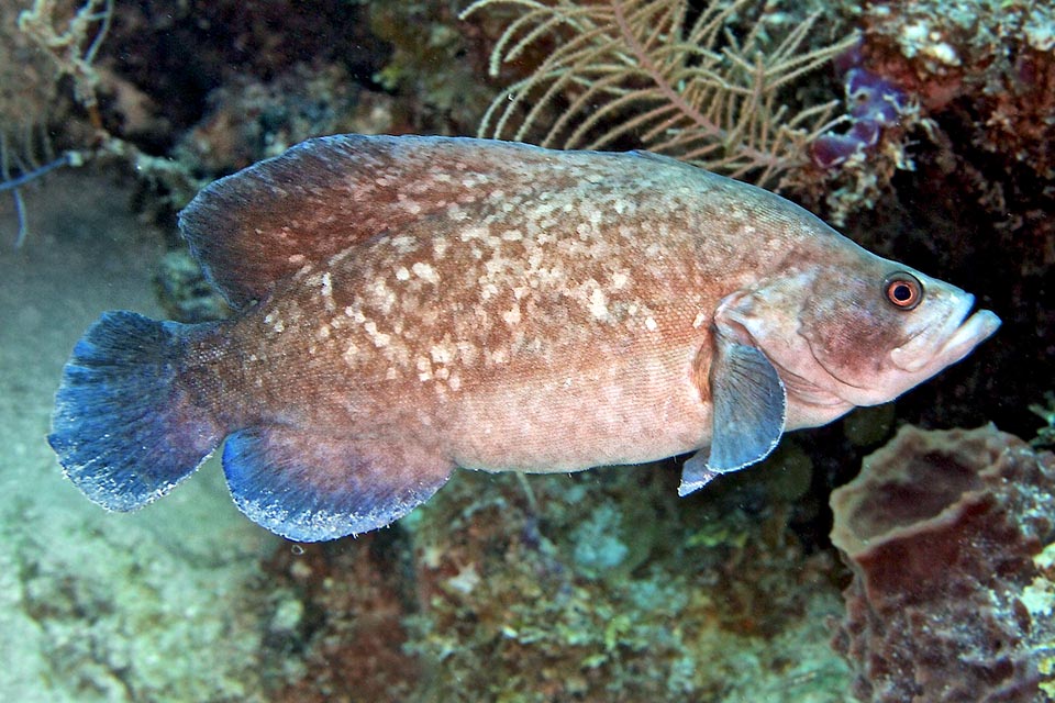 Rypticus samponaceus is called Soapfish because it's protected by a slimy poisonous mucus, the grammistin, that transforms in soapy foam when it feels threatened.