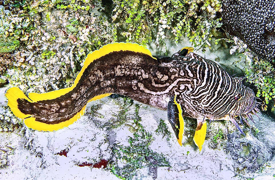 La librea de Sanopus splendidus está embellecida por el borde amarillo anaranjado de las aletas. Después de la enorme cabeza con rayas de cebra, los lados muestran el diseño de una cadena.
