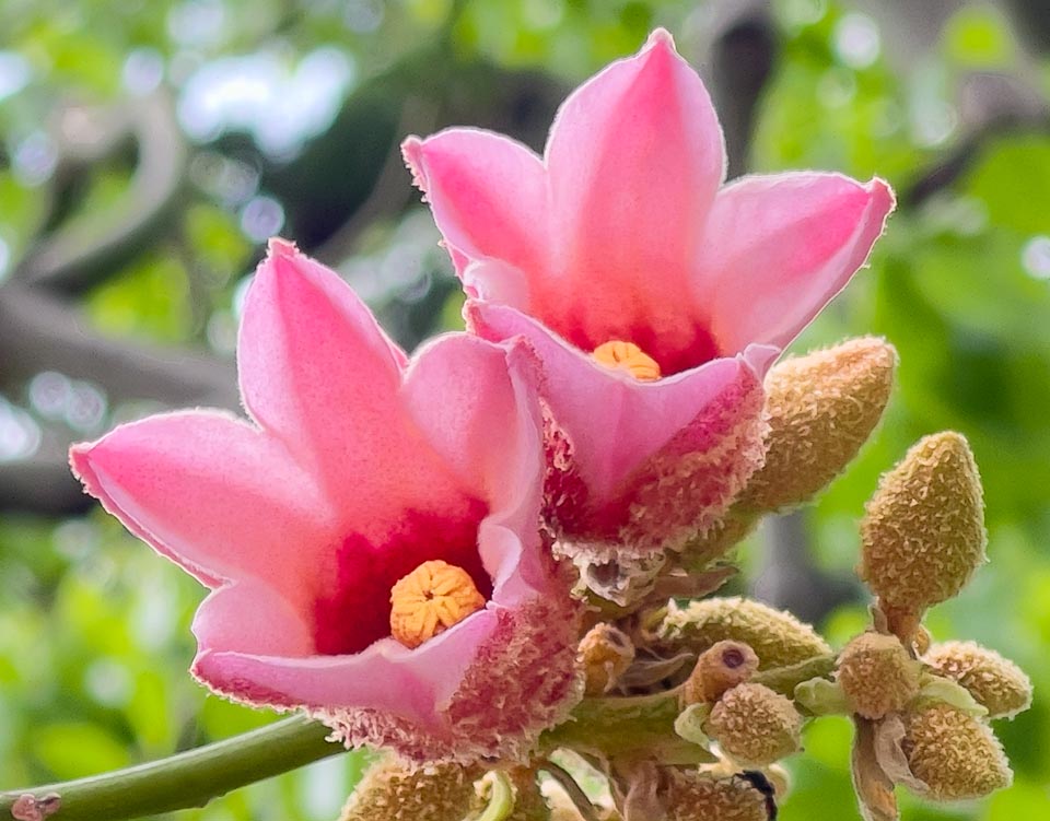 Les fleurs mâles de Brachychiton discolor portent de nombreuses anthères jaunes autour des restes d'un ovaire régressé lors du passage à l'unisexualité pour empêcher l'autofécondation.