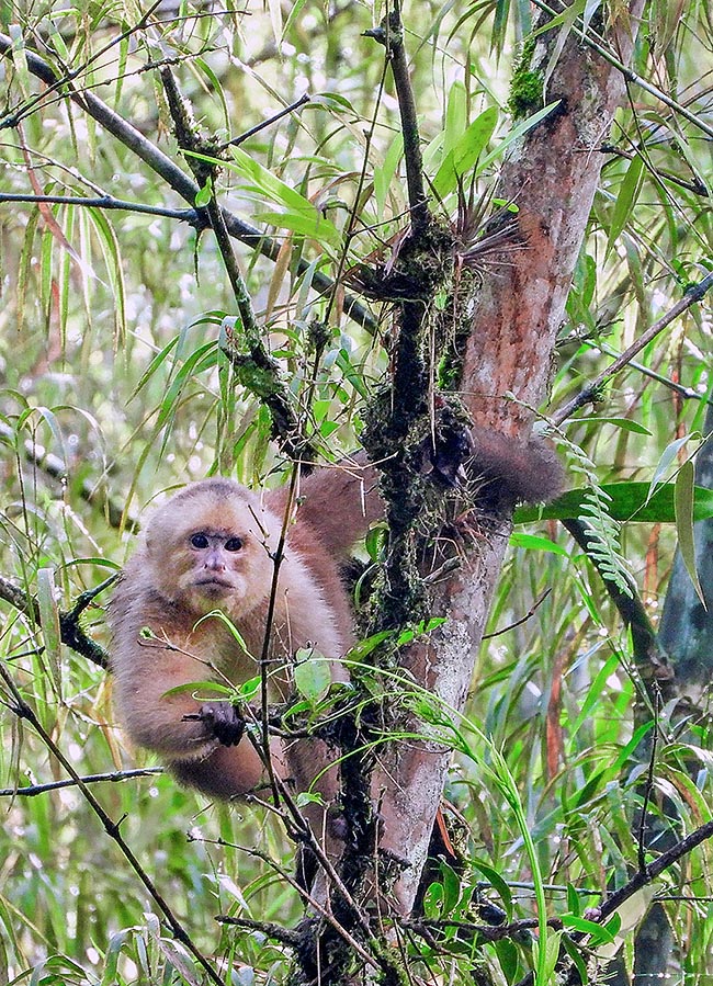 They are even 35-50 cm long monkeys with prehensile tail of the same size often used as a fifth arm.