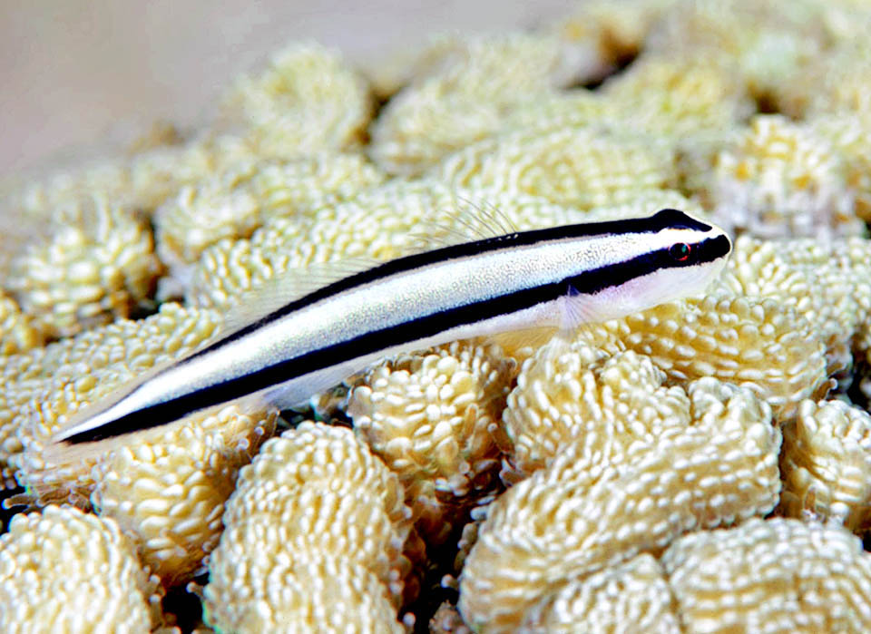 Elacatinus evelynae Monaco Nature Encyclopedia