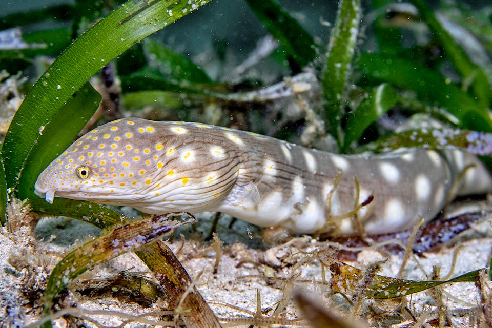 Myrichthys breviceps fréquente aussi les herbiers et met son nez partout à la recherche de petits poissons, de vers, de crevettes et de crabes qu'il broie avec ses nombreuses rangées de dents.