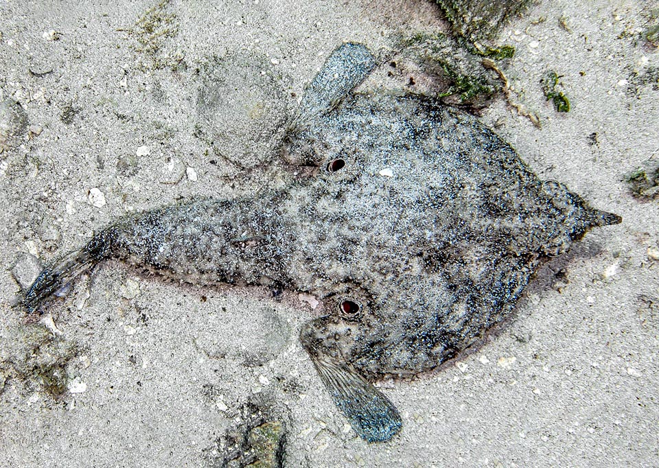 Visto dall’alto il profilo della parte anteriore del corpo è triangolare. Qui si notano molto bene le aperture branchiali di Ogcocephalus nasutus a forma di tubo alla base delle pinne pettorali.