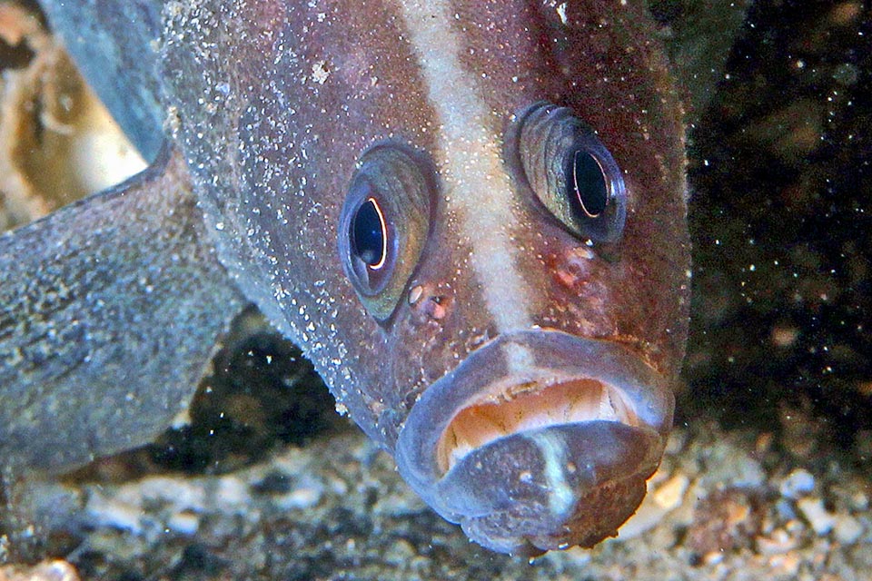 Rypticus saponaceus eats small crustaceans, mollusks and small fishes. There are no sharp canines, but simple teeth arranged in bands that confer a velvety look inside mouth.