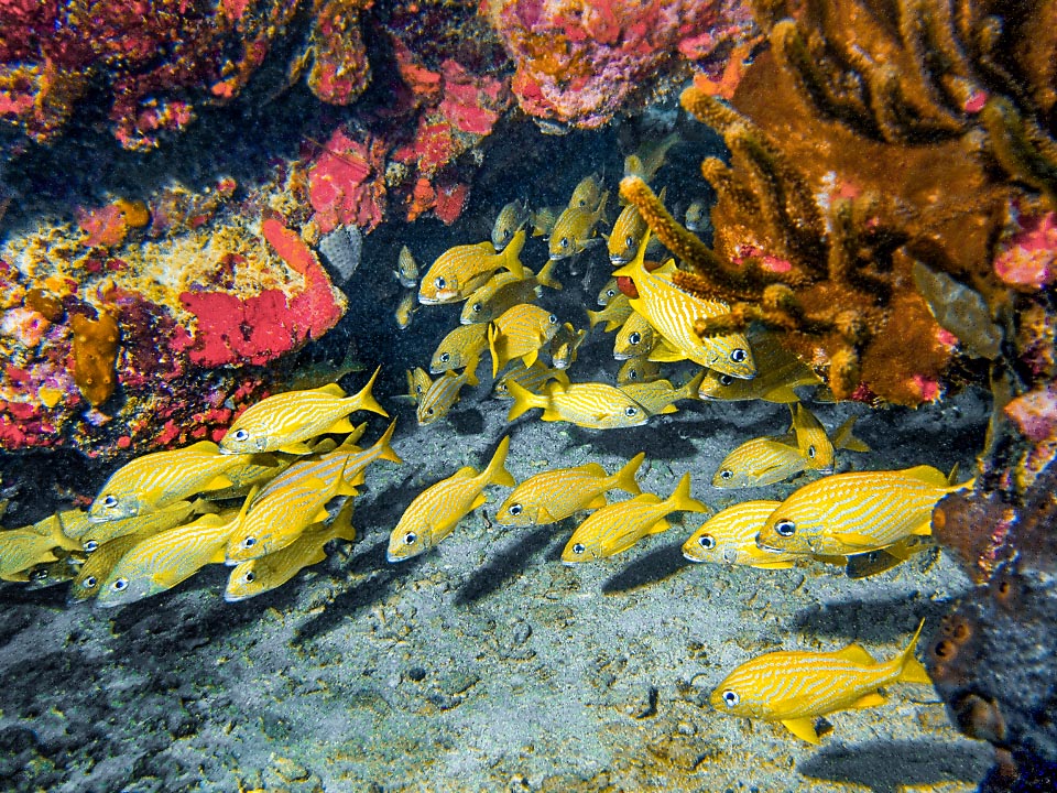 Haemulon flavolineatum look on the seabeds for small benthic crustaceans, mainly crabs, and polychaetous worms.