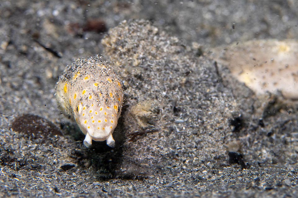 È un pesce che si lascia avvicinare dai sub, pronto però a nascondersi guizzando sotto la sabbia appena si sente minacciato.