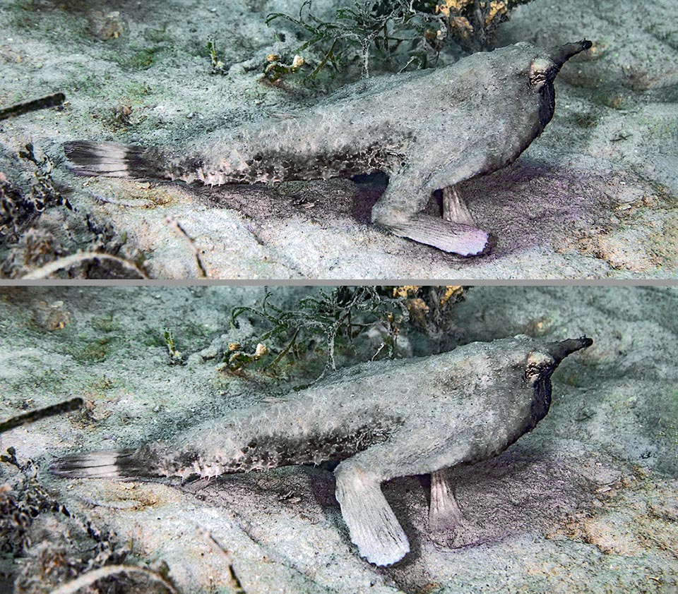 Cette scène montre le déplacement de la nageoire pectorale transformée en un membre comportant un coude et des coussinets à son extrémité.