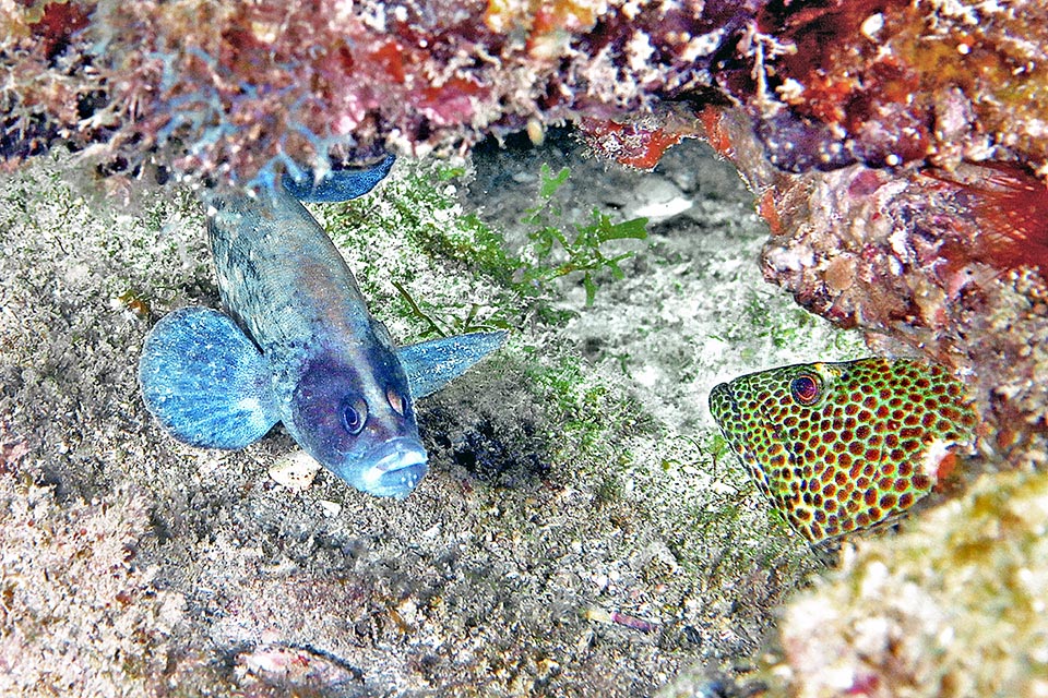 Deux différents serranidés face à face. Rypticus saponaceus appartient à la sous-famille des Grammistinae et le mérou (Cephalopholis cruentata) à celle des Epinephelinae.