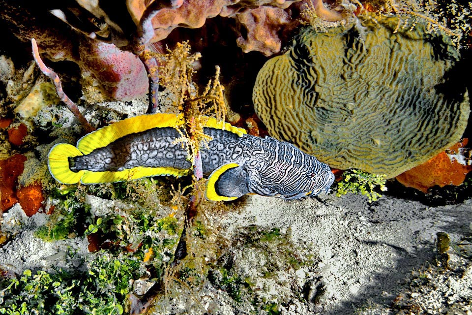 The fecundated eggs are often stuck to the walls of the caves and surveyed by the male. Once consumed the yolk sac the larvae disperse crawling on the seabed.