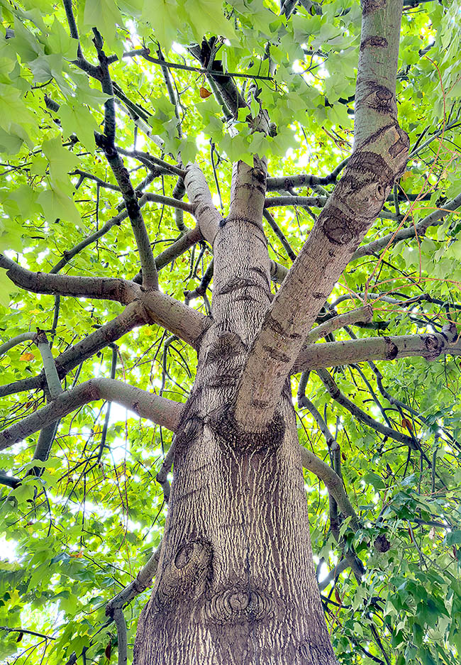 The leaves, locally used for dermatitis, are green on the upper pagina and pale-tomentose on the lower one.