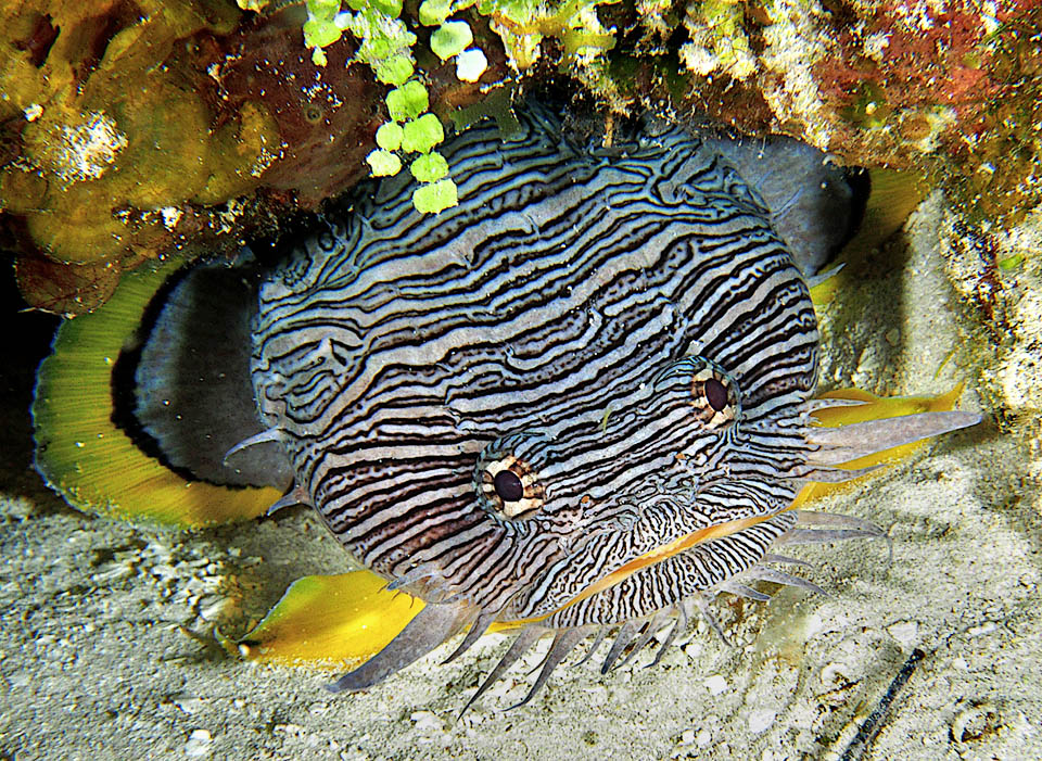 Et c'est là la grande limite de Sanopus splendidus car du fait de l'absence de phase pélagique sa descendance ne peut pas coloniser de nouveaux rivages comme c'est en général le cas des autres poissons. Son aire ne s'accroît pas et malgré l'appel sonore qui précède les accouplements il n'y a pas assez d'échanges génétiques entre les populations.