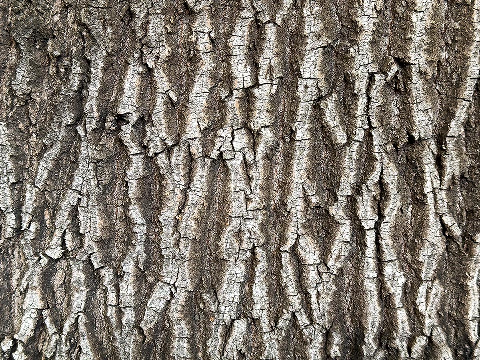 La corteza de Brachychiton discolor, inicialmente lisa y verdosa, con la edad se agrieta irregularmente verticalmente, como un encaje, de ahí el nombre Lace Bark Tree.