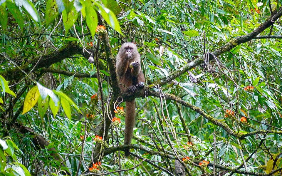 Cebus aequatorialis mange des fruits mais son régime alimentaire est très varié. Quand il ramasse des fruits tombés il en profite pour fouiller dans la litière à la recherche d'invertébrés cachés.