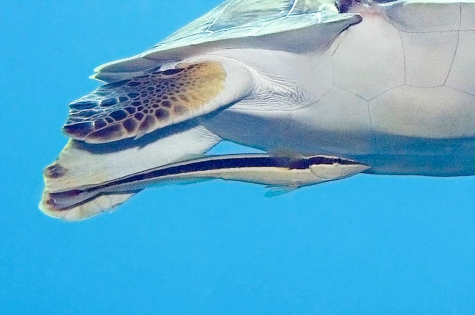 Echeneis naucrates a menudo se adhiere a las tortugas, a las que limpia de parásitos, pero también a los cascos sumergidos de barcos y a mamíferos marinos como ballenas y delfines.