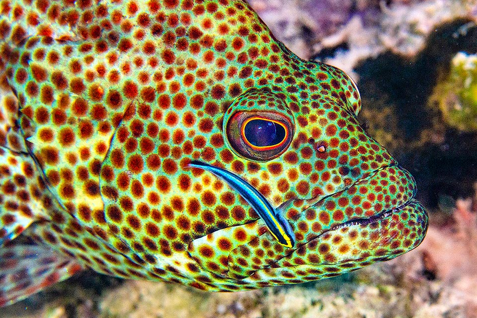 A clinic open to 47 species of fishes belonging to 17 families, where also predators like the Graysby grouper (Cephalopholis cruentata) come to be treated.
