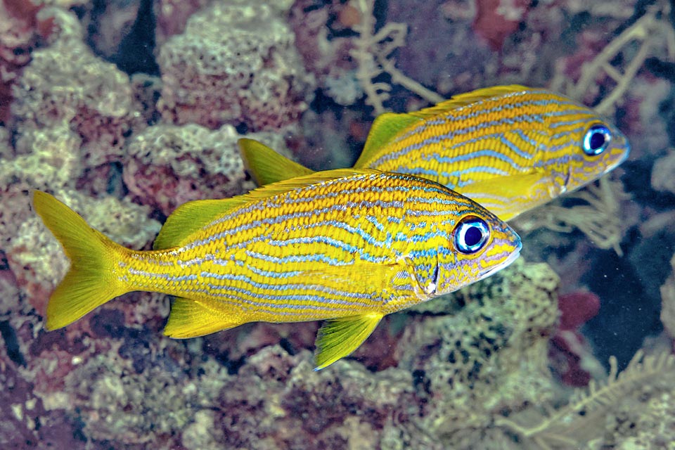 La reproduction de Haemulon flavolineatum ne s'effectue pas en banc mais en couple.