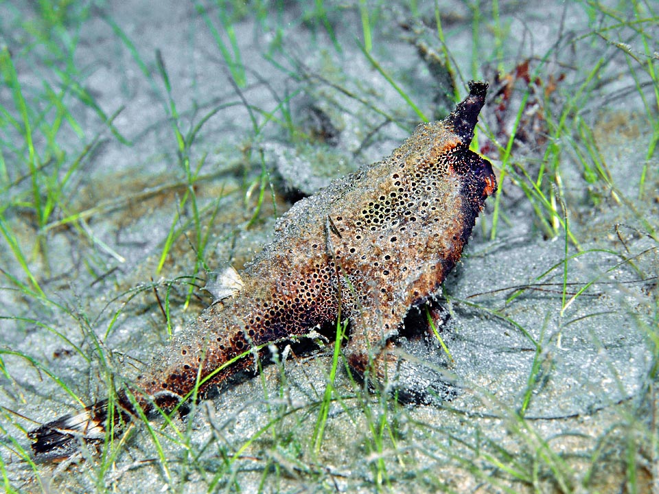 The greyish or reddish brown livery of Ogcocephalus nasutus can be uniform or presenting a network design formed like here by dark light-edged spots.