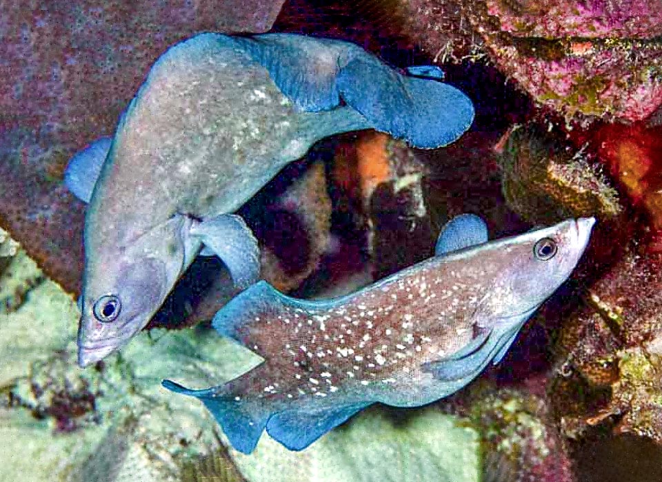 Couple of Rypticus saponaceus rising in parade towards the surface for spawning. The eggs are entrusted to the currents.