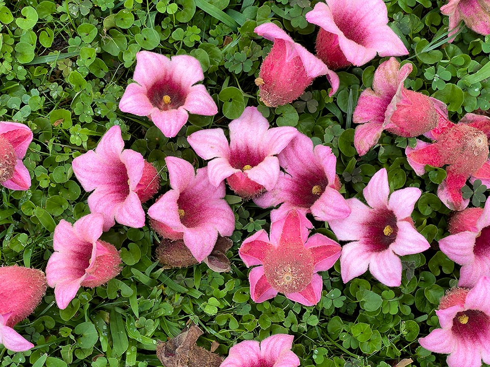 En los jardines se advierte a menudo la presencia de esta especie por la alfombra de flores que caen al suelo y que se ven así de cerca, en su sorprendente belleza