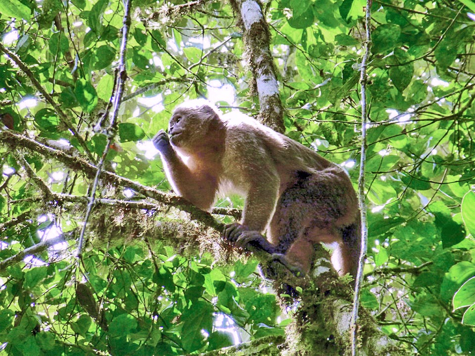 Feuilles, fleurs et bourgeons représentent, comme pour les singes hurleurs et les primates vivant sur les arbres en général, le plat principal de leur régime alimentaire.