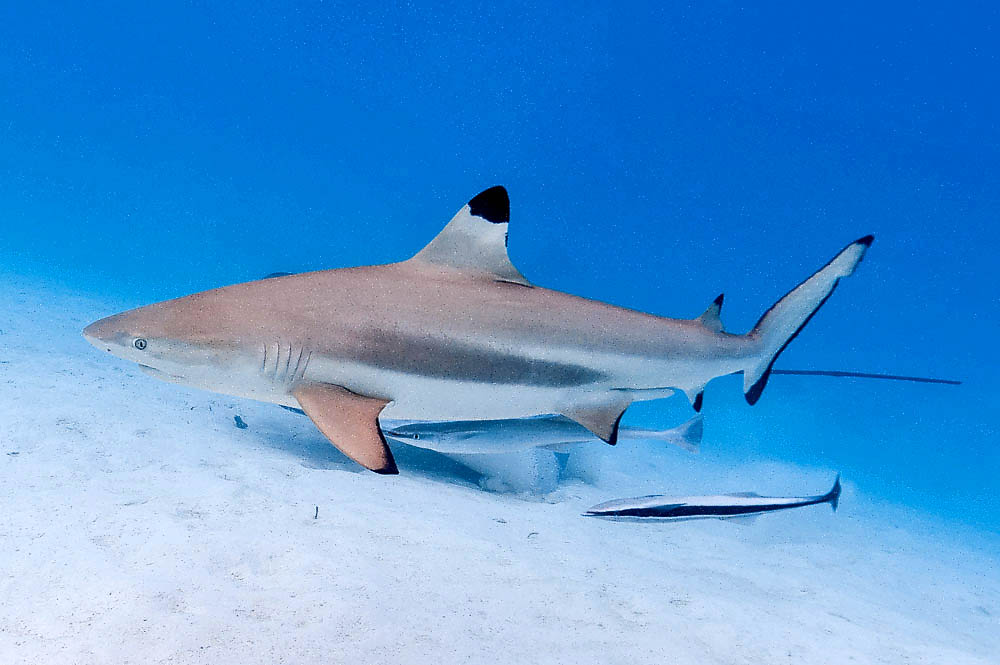 Among its choice guests of Echeneis naucrates stand the sharks who disperse during their attacks fragments of food. Here they survey a Carcharhinus melanopterus with a ray fish close.