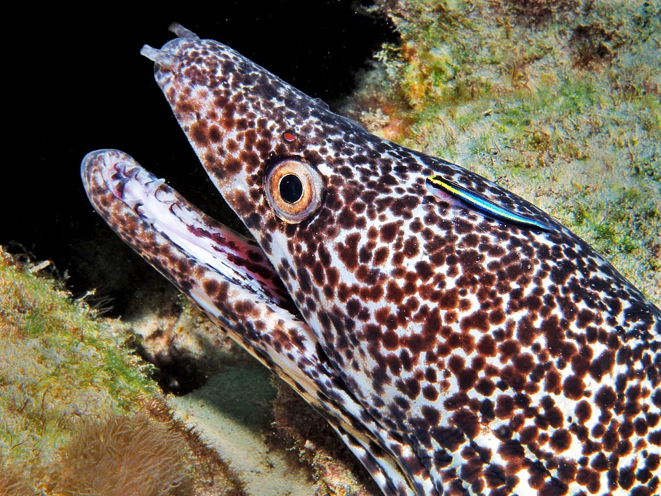 Et on peut aussi trouver des murènes, comme cette Murène tachetée (Gymnothorax moringa) à la dentition impressionnante.