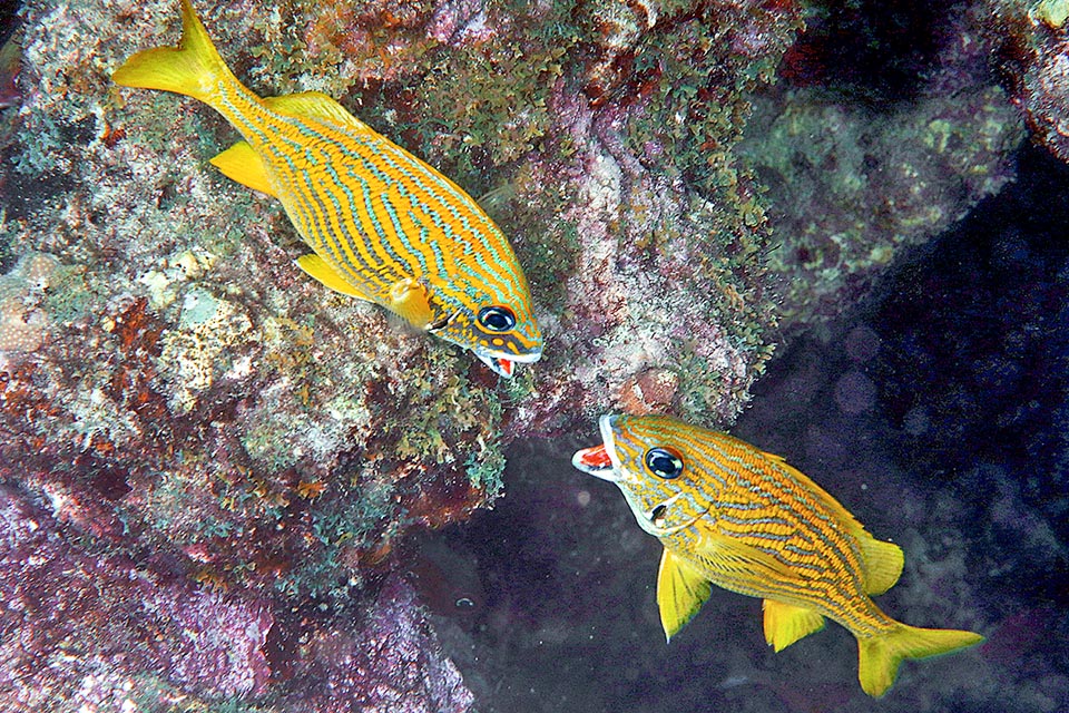 It may happen that two males choose the same female, but they do not fight by ferociously biting. They are content to compare the size of the mouth.