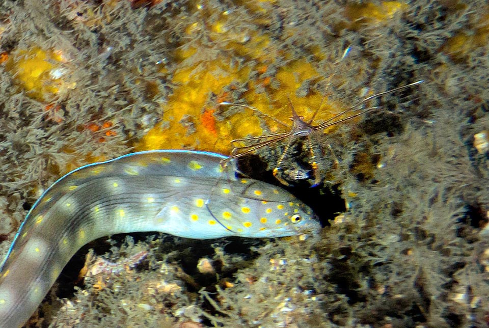 Enlarging the image we note close to the hole an arrow crab (Senorhynchus sericornis) who apparently is ignored. It could eat it but respects it, maybe because in the den has smelled more pulpy preys or because it's a friend species who frees the fishes from the annoying skin parasites.