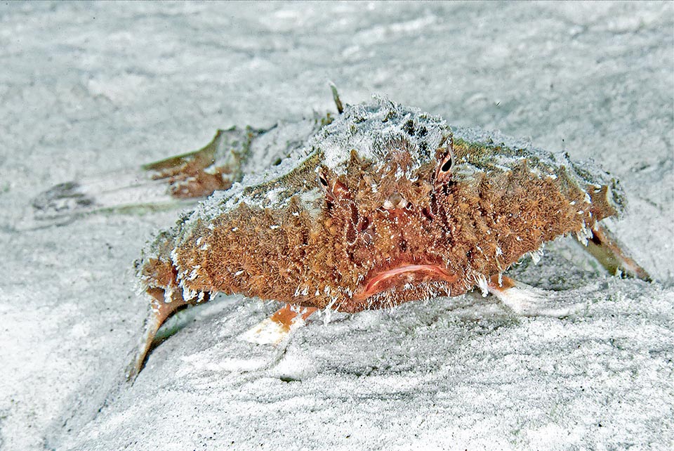 Ogcocephalus nasutus si nutre di piccoli pesci, crostacei, molluschi e vermi policheti, integrando la dieta carnivora con frammenti d’alghe e fanerogame.