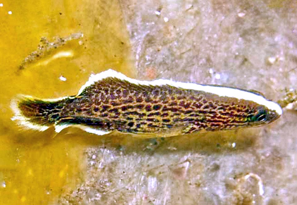 Also the larvae are pelagic and reaching distant shores diffuse the species. Here a juvenile. The livery is quite different but we already note the clear stripe starting from the head.