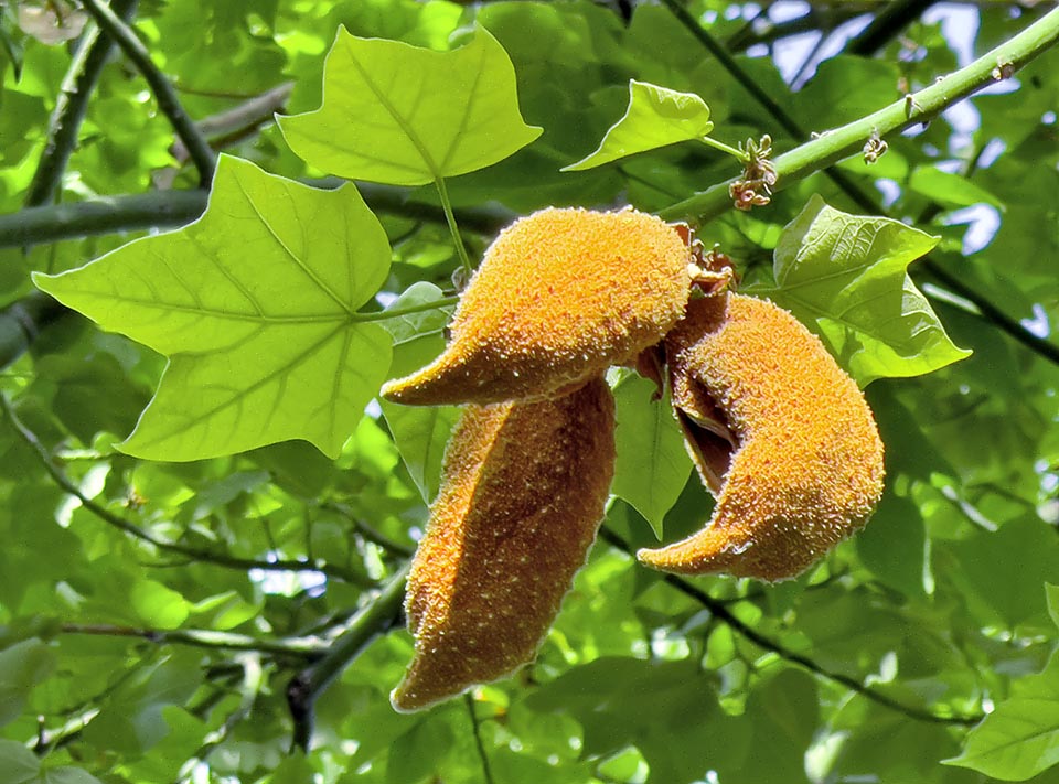 Los frutos leñosos de Brachychiton discolor, con una inusual forma de barca, contienen numerosas semillas ovoides marrón que emergen de una única grieta longitudinal cuando están maduras.