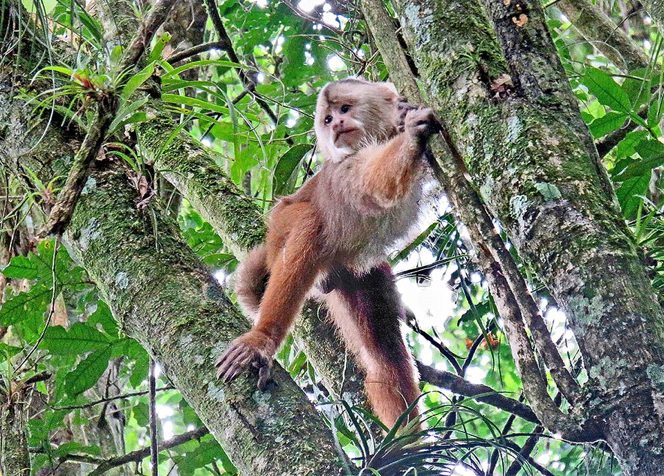A young male. Cebus aequatorialis is a species at high risk of extinction due to the deforestation, the poaching for the meat or the illegal capture for the captivity life, the poisonings done by farmers who see their crops threatened, and especially the fragmentation of the populations on the territory.