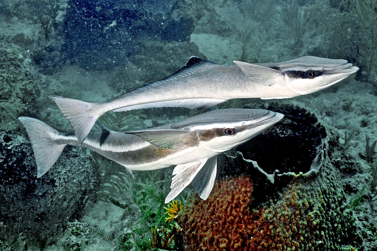 Per la riproduzione di Echeneis naucrates si formano delle coppie e le uova fecondate sono affidate alle correnti. Anche le larve sono pelagiche e dopo circa un anno i giovani misurano 3 cm.