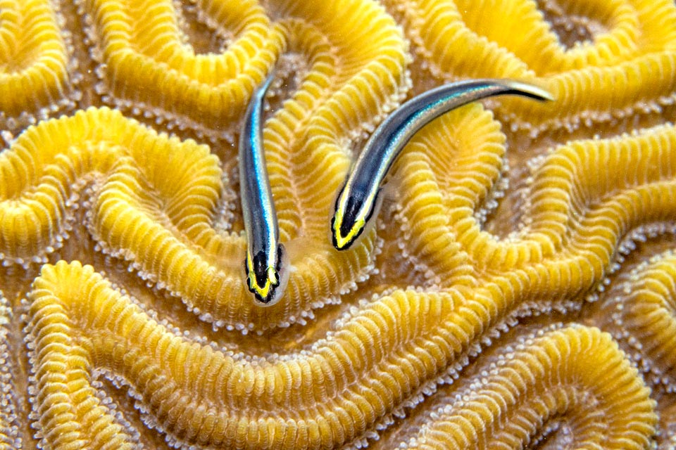 Elacatinus evelynae vive en parejas. Los diminutos huevos adhesivos se adhieren al techo de pequeñas cavidades o conchas marinas, un nido guardado hasta la eclosión.