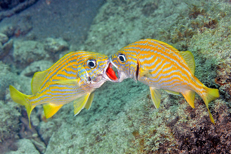 Chi ce l’ha più grande vince. Le uova fecondate galleggianti vengono affidate al mare e le larve di Haemulon flavolineatum raggiungono i fondali dopo due settimane circa.