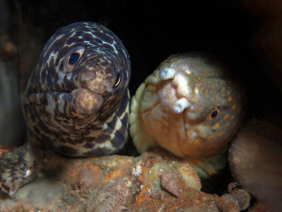 Il est ici avec une Murène tachetée (Gymnothorax moringa) à la dentition effrayante. L'amitié existe aussi au fond de la mer et ils attendent la nuit pour chasser ensemble.