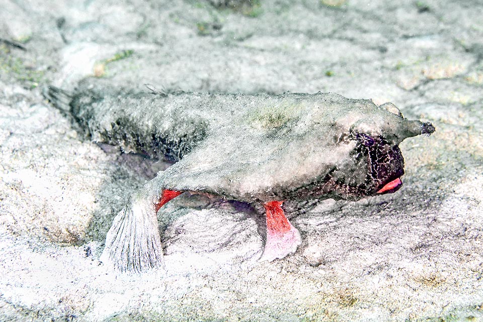 A menudo Ogcocephalus nasutus se cubre con arena o barro para sorprender a sus presas y escapar de la mirada de los depredadores.