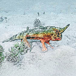 Ogcocephalus nasutus Monaco Nature Encyclopedia