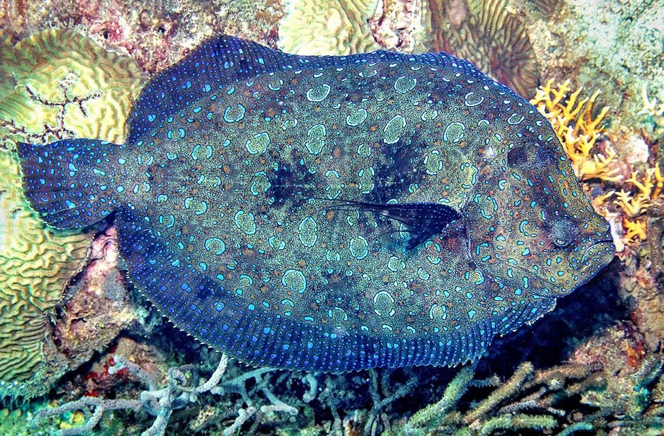 Noto come Passera pavone per la variopinta livrea, Bothus lunatus è presente sulle due coste dell’Atlantico tropicale.