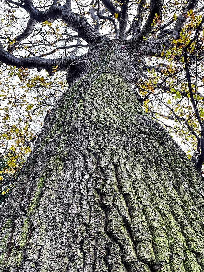 Tronc droit et rectiligne d'un Quercus cerris adulte. L'écorce présente un rhytidome profondément fissuré en crêtes séparées par des sillons verticaux et horizontaux de couleur plutôt claire et plus ou moins aplatis à l'extérieur.
