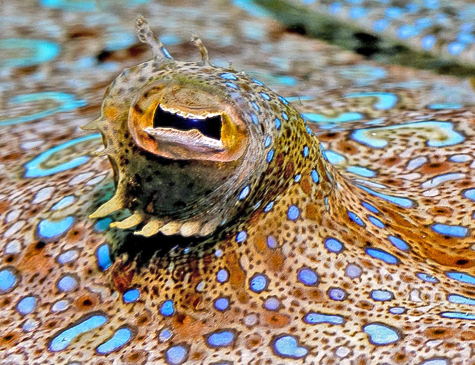 Los ojos, que sobresalen como periscopios del fondo marino, se mueven de forma independiente para una visión perfecta desde todos los lados.