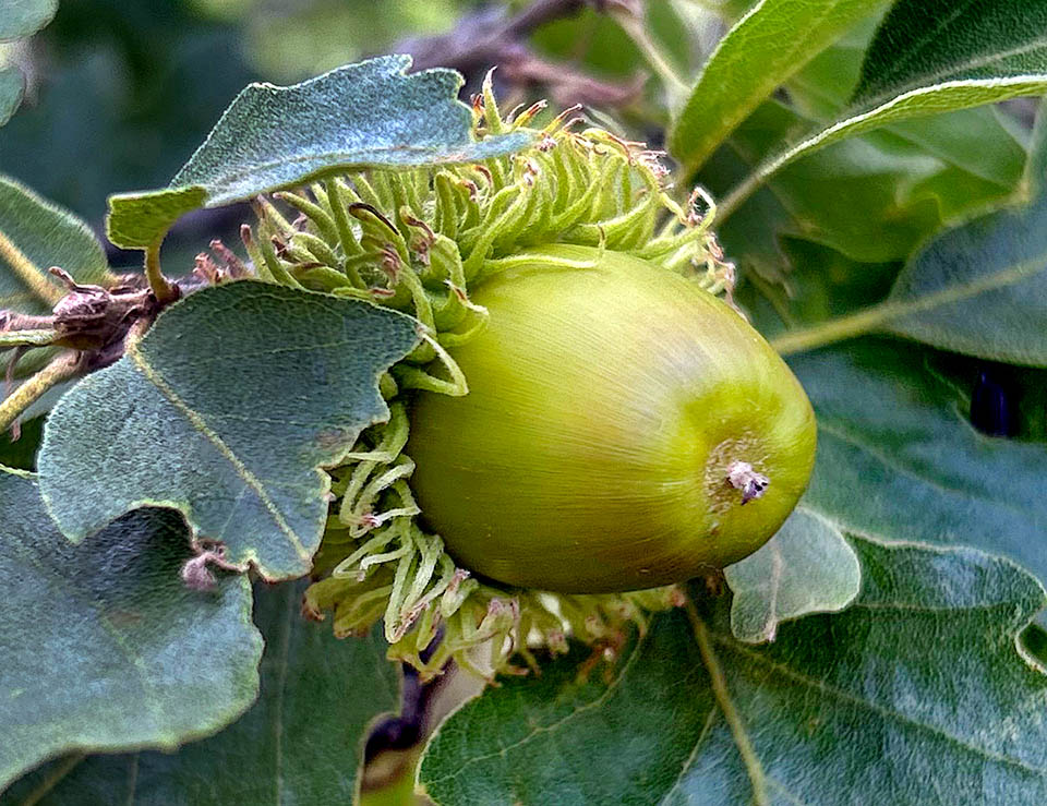 Ghianda del secondo anno ancora in sviluppo. Il breve mucrone all’apice del frutto è formato dai residui degli stili.