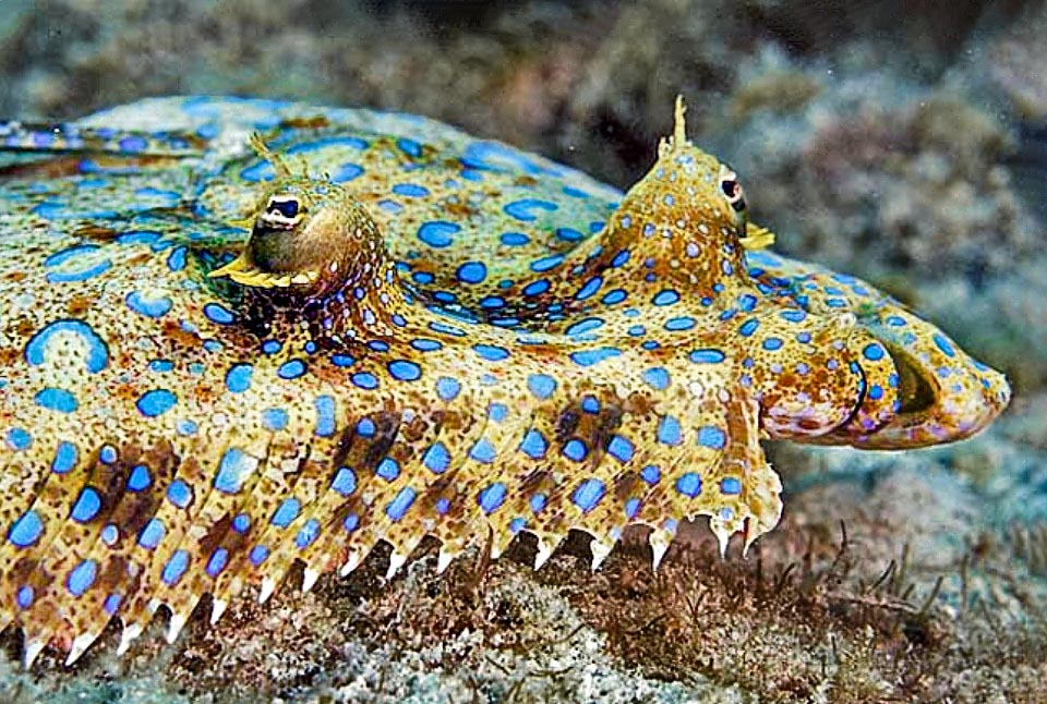 Here they are at work. Right, we note the mouth and the characteristic notch before the lower eye typical to Bothus lunatus..