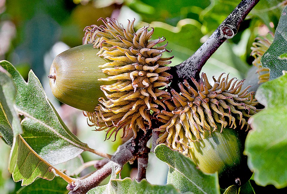 Ripe acorns. The dome has the characteristic subulate and pubescent scales, up to a ten millimetres long and above all free and never approached.