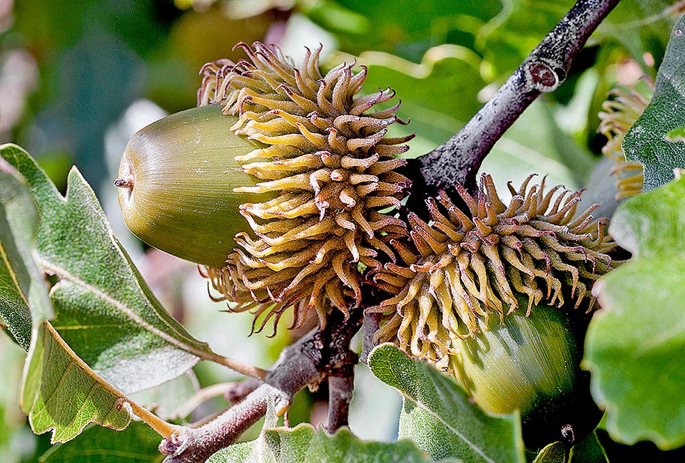 Quercus Cerris Monaco Nature Encyclopedia quercus-cerris-monaco-nature-encyclopedia