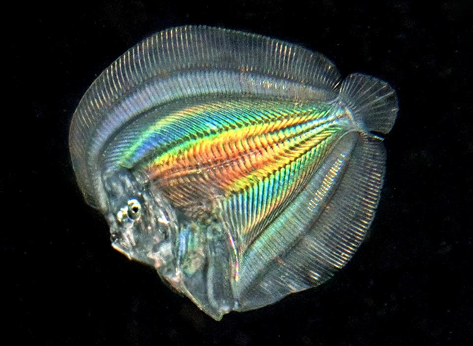 Aquí una larva del género Bothus. Los ojos siguen siendo normales, pero el del lado derecho pasará a la izquierda a través de un espacio entre la aleta dorsal y el cráneo.